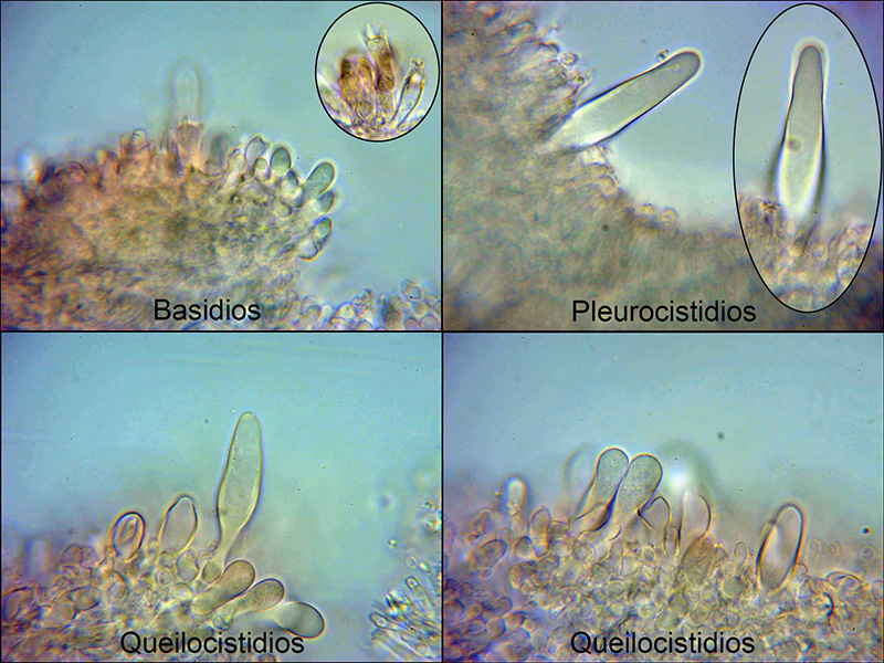 Panus cfr neostrigosus